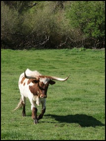 Cow with horns in field